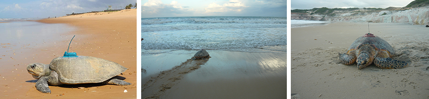 The Tamaro project fitted tracking devices to olive ridely sea turtles and also hawksbill sea turtles.